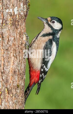 Grosser Buntspecht, Maennchen (Dendrocopos Major) Grand Pic Tacheté, Homme • Bade-Wuerttemberg, Allemagne Banque D'Images
