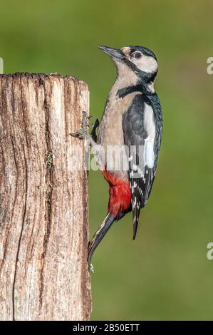 Grosser Buntspecht, Maennchen (Dendrocopos Major) Grand Pic Tacheté, Homme • Bade-Wuerttemberg, Allemagne Banque D'Images