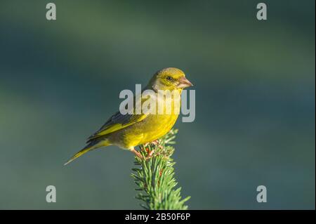 Grünfink (Carduelis Chloris) Greenfinch • Ostalbkreis, Bade-Wurtemberg, Allemagne Banque D'Images