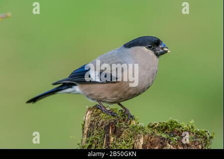 Gipel, Dompfaff, Weibchen (Pyrrhula Pyrrhula) Northern Bullfinch, Femme • Bade-Wurtemberg, Allemagne Banque D'Images