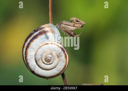 Weiße Heideschnecke (Xérolenta obvi) Blanc heath snai • Bade-Wurtemberg, Allemagne Banque D'Images