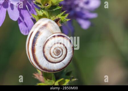 Weiße Heideschnecke (Xérolenta obvi) Blanc heath snai • Bade-Wurtemberg, Allemagne Banque D'Images