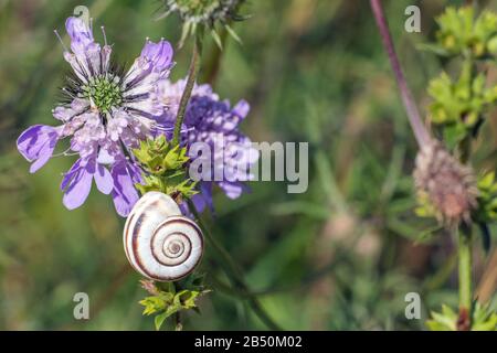 Weiße Heideschnecke (Xérolenta obvi) Blanc heath snai • Bade-Wurtemberg, Allemagne Banque D'Images