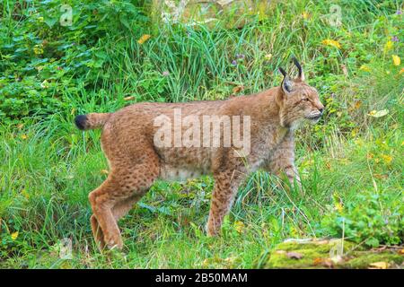 Europäischer Luchs ( Felis Lynx) Lynx Européen • Bade-Wurtemberg, Allemagne Banque D'Images