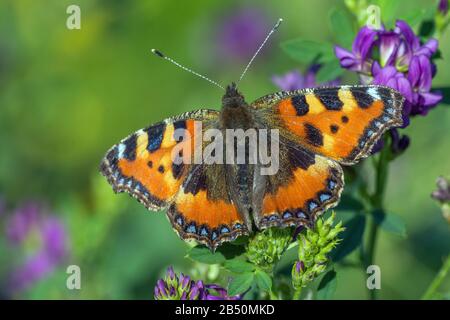 Kleiner Fuchs (Aglais Urticae) Petit Tortoiseshell • Bade-Wurtemberg, Allemagne Banque D'Images