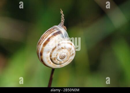 Weiße Heideschnecke (Xérolenta obvi) Blanc heath snai • Bade-Wurtemberg, Allemagne Banque D'Images