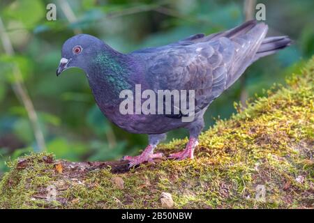 Haustaube (Columba Livia Domestica) Pigeon Domestique • Allgäu; Bayern, Bavière, Allemagne Banque D'Images