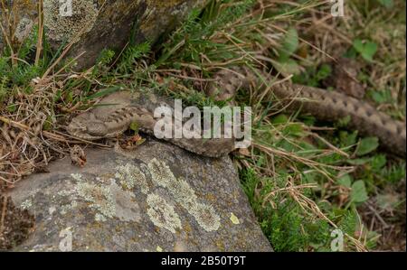 ASP viper, Vipera asis dans les prairies montagnardes, Pyrénées. Banque D'Images