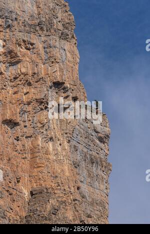 Un seul pin haut sur les falaises de Limestone du parc national Ordesa y Monte Perdido, dans les Pyrénées espagnoles. Banque D'Images