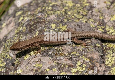 Common Lizard, Zootoca vivivipara se prélasser au soleil, dans les Pyrénées espagnoles. Banque D'Images