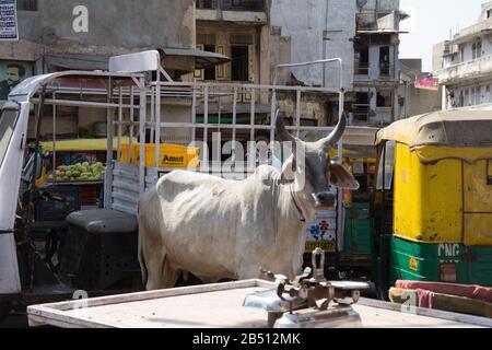 Ahmedabad / Inde / 11 avril 2017: La vache blanche Sainte est libre de marcher dans les rues indiennes d'Ahmedabad Banque D'Images