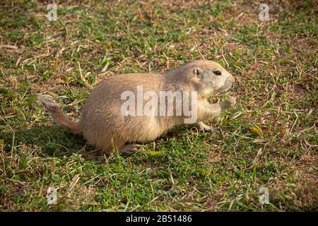 SD00319-00...DAKOTA DU SUD - L'Un des habitants de Roberts Prairie Dog Town dans le parc national de Badlands. Banque D'Images