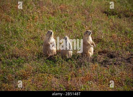 SD00320-00...DAKOTA DU SUD - une famille de chiens des Prairies qui regardent le trajet touristique à Roberts Prairie Dog Town dans le parc national de Badlands. Banque D'Images