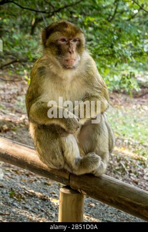 Salem, Allemagne - 15 septembre 2015 : Barbary Macacque dans une enceinte à Affenberg, près de Salem. Macaque pour bébé Banque D'Images