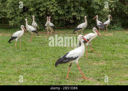 Affenberg Salem, Allemagne - 11 septembre 2014: Les cigognes à Affenberg Salem où chaque été sont beaucoup de cigognes. Banque D'Images