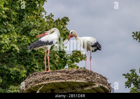 Affenberg Salem, Allemagne - 11 septembre 2014: Les cigognes à Affenberg Salem où chaque été sont beaucoup de cigognes. Banque D'Images