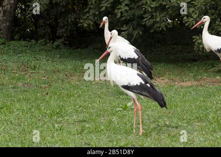 Affenberg Salem, Allemagne - 11 septembre 2014: Les cigognes à Affenberg Salem où chaque été sont beaucoup de cigognes. Banque D'Images