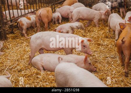 jeunes porcs et porcelets dans la ferme de bétail de grange Banque D'Images