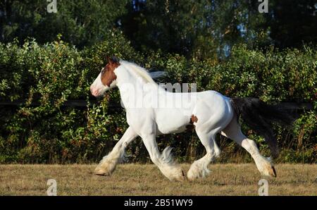 American Drum Horse est une race américaine moderne de cheval lourd de type brouillon Banque D'Images