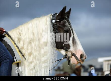 Portrait de poney Tinker sur buissons verts fond woods Banque D'Images
