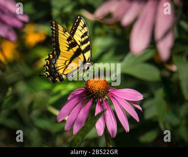 Monarque papillon sur une fleur d'échinacée pourpre dans un pré d'été dans l'est de la Pennsylvanie Banque D'Images