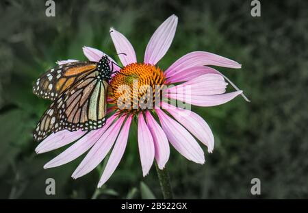 Monarque papillon sur une fleur d'échinacée pourpre dans un pré d'été dans l'est de la Pennsylvanie Banque D'Images