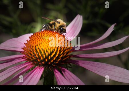 L'abeille bosselée se nourrissant d'une fleur d'échinacée pourpre dans un pré d'été dans l'est de la Pennsylvanie Banque D'Images