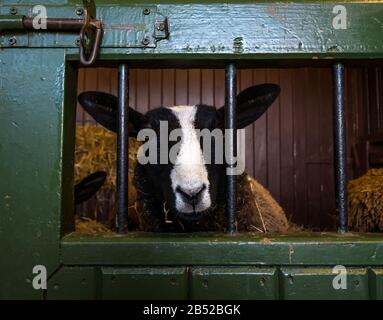 Mouton Blackface au stylo à la ferme Love Gorgie, Édimbourg, Écosse, Royaume-Uni Banque D'Images