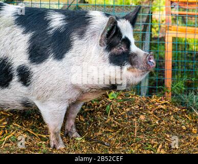 Un cochon repéré à la ferme Love Gorgie, Édimbourg, Écosse, Royaume-Uni Banque D'Images