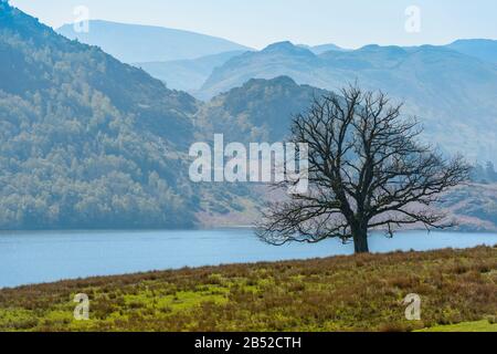 Un arbre isolé avec le lac Ullswater et des coquillages hazy en arrière-plan vu de Gowbarrow est tombé près de la chute d'eau de la Force aérienne, Lake District, Cumbria, Royaume-Uni. Banque D'Images