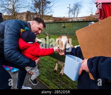 Fraser McKenzie, joueur de rugby d'Édimbourg et fils de bébé Warren nourrissant un Billy goat kid, Love Gorgie Farm, Édimbourg, Écosse, Royaume-Uni Banque D'Images