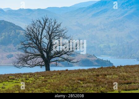 Un arbre isolé avec le lac Ullswater et des coquillages hazy en arrière-plan vu de Gowbarrow est tombé près de la chute d'eau de la Force aérienne, Lake District, Cumbria, Royaume-Uni. Banque D'Images