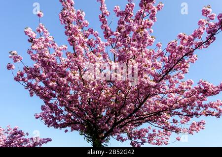Arbre de printemps en fleur rose le cerisier fleurit contre l'arbre à fleurs bleu ciel cerisier à fleurs de printemps Banque D'Images