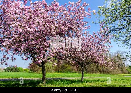 Arbres de printemps en fleurs en journée ensoleillée, beau temps. pommiers à fleurs roses sur le prairie de verger arbre de pommier à fleurs Banque D'Images