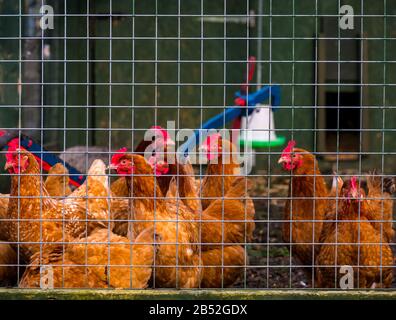 Poulets dans un enclos de poulet, Love Gorgie City Farm, Édimbourg, Écosse, Royaume-Uni Banque D'Images