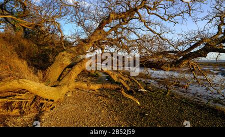 Lepe, Royaume-Uni - 26 février 2020: Coucher de soleil à West Lepe sur les rives du Solent et dans le parc national de la Nouvelle forêt, Royaume-Uni Banque D'Images