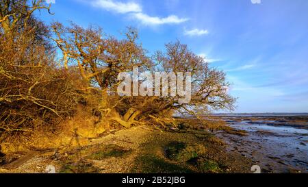 Lepe, Royaume-Uni - 26 février 2020: Coucher de soleil à West Lepe sur les rives du Solent et dans le parc national de la Nouvelle forêt, Royaume-Uni Banque D'Images