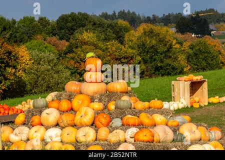Citrouilles de différentes couleurs huilées sur un pré dans la forêt noire Banque D'Images