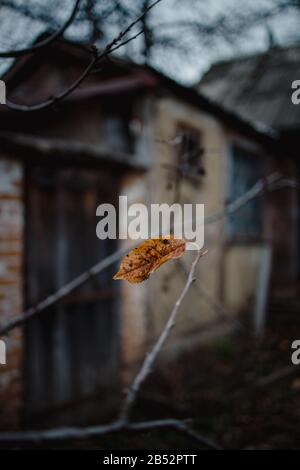 Une feuille d'automne jaune séchée sur un arbre sur le fond d'une vieille maison. Dans les tons sombres sombres sombres, flou, mise au point sélective. Tendance Banque D'Images