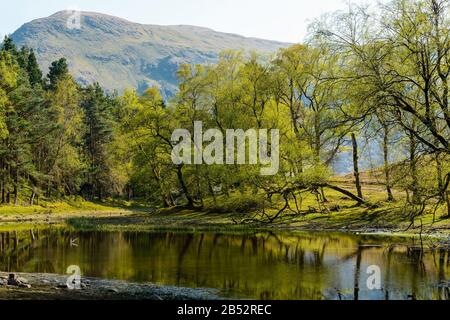 Des arbres avec de nouvelles feuilles de printemps entourent le Tarn de Lanty sur Birkhouse Moor, près du sommet d'une petite butte connue sous le nom de Keldas près de Glenridding, Lake District Banque D'Images