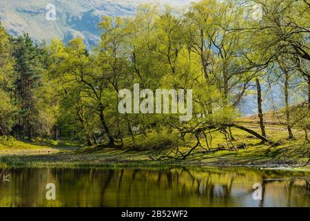 Des arbres avec de nouvelles feuilles de printemps entourent le Tarn de Lanty sur Birkhouse Moor, près du sommet d'une petite butte connue sous le nom de Keldas près de Glenridding, Lake District Banque D'Images