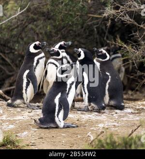 Pingouins magellaniques, Parque Nacional Monte Leon, Patagonia Argentine
