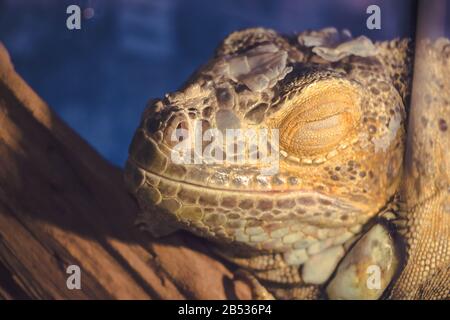 Gros plan portrait d'un iguana brun sauvage dort Banque D'Images