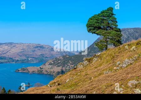 Vue sur la partie sud d'Ullswater de Keldas, une colline au-dessus de Glenridding et Patterdale dans le Lake District, un après-midi clair d'avril. Banque D'Images