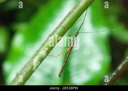 Walking Stick Insect Banque D'Images