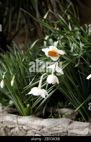 Marguerites de couleur, le jardin botanique, plantes et fleurs Banque D'Images