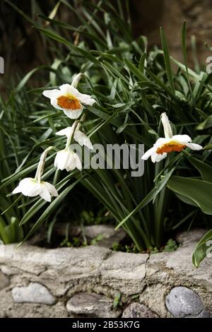 Marguerites de couleur, le jardin botanique, plantes et fleurs Banque D'Images