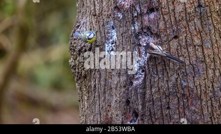 Oiseaux À La Réserve Naturelle De Risley Moss, Warrington Banque D'Images