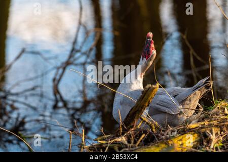 deux canards de guerre sont sur une petite rivière dans le nord de l'allemagne Banque D'Images