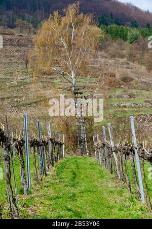 Siège élevé d'un chasseur sur un bouleau dans un vignoble de la vallée du Danube, appelé Wachau, en Autriche Banque D'Images